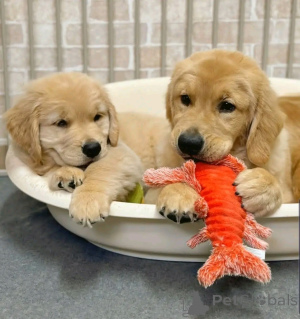 Photo №1. golden retriever - for sale in the city of Berlin | 753$ | Announcement № 137948