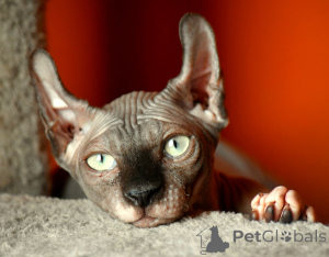 Photo №2 to announcement № 146285 for the sale of elf - buy in Poland private announcement