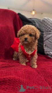 Photo №1. poodle (dwarf) - for sale in the city of Brussels | 723$ | Announcement № 160913