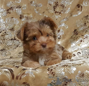 Photo №1. yorkshire terrier - for sale in the city of Rock Island | 350$ | Announcement № 39675