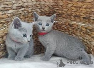 Photo №2 to announcement № 166610 for the sale of russian blue - buy in Belgium private announcement, breeder