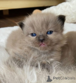Photo №2 to announcement № 159883 for the sale of ragdoll - buy in Lithuania private announcement