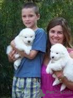 Photo №2 to announcement № 136958 for the sale of samoyed dog - buy in Switzerland breeder