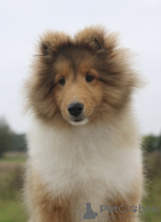 Photo №1. shetland sheepdog - for sale in the city of Gorzów Wielkopolski | 1479$ | Announcement № 124051