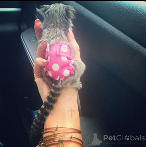 Photo №1.  - for sale in the city of Los Angeles | Is free | Announcement № 161909