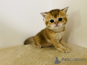 Photo №1. british shorthair - for sale in the city of Prague | 898$ | Announcement № 114177