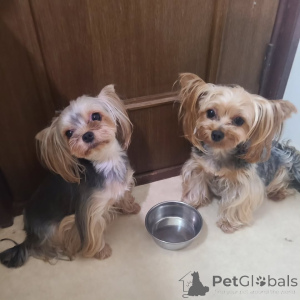 Photo №4. I will sell yorkshire terrier in the city of Berlin. private announcement - price - 379$