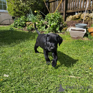 Photo №2 to announcement № 45234 for the sale of labrador retriever - buy in Slovakia private announcement