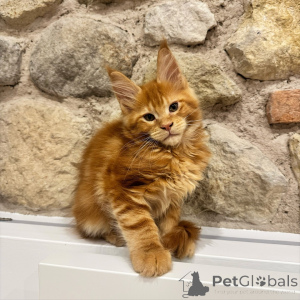 Photo №3. Adorable Brown Tabby Maine Coon Kitten The Ultimate Family Cat. Czech Republic