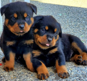 Photo №1. rottweiler - for sale in the city of Bratislava | negotiated | Announcement № 157886