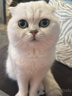 Photo №1. british shorthair - for sale in the city of AIX-EN-Provence | 568$ | Announcement № 157770