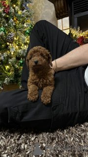 Additional photos: poodle puppies