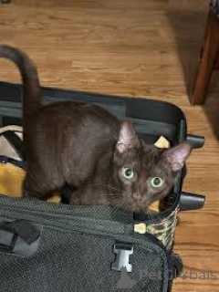 Photo №4. I will sell havana brown in the city of Helsinki. private announcement, breeder - price - 516$