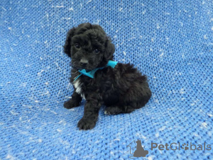 Photo №2 to announcement № 150145 for the sale of maltipu - buy in Germany private announcement, breeder