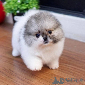 Photo №1. pomeranian - for sale in the city of Arkansas City | 750$ | Announcement № 162859