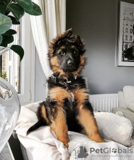Photo №1. german shepherd - for sale in the city of Гамбург | 528$ | Announcement № 98352