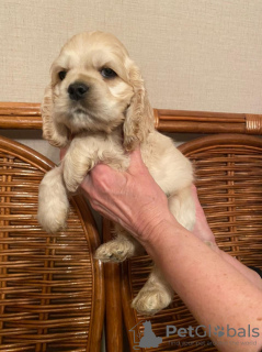 Photo №1. american cocker spaniel - for sale in the city of St. Petersburg | 672$ | Announcement № 9387