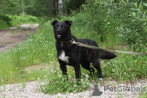 Photo №1. non-pedigree dogs - for sale in the city of Москва | Is free | Announcement № 21679