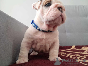 Additional photos: English bulldog fci