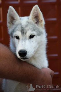 Additional photos: Siberian husky puppies