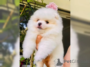 Photo №3. Sweet Pomeranian Zwergspitz puppies. Germany