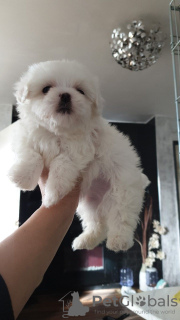 Photo №2 to announcement № 42330 for the sale of maltese dog - buy in Germany private announcement