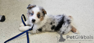 Photo №1. australian shepherd - for sale in the city of Акаа | 475$ | Announcement № 123773