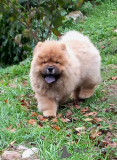 Photo №1. chow chow - for sale in the city of Mogilyov | negotiated | Announcement № 73655