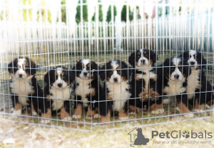 Photo №3. Bernese mountain dog. Serbia