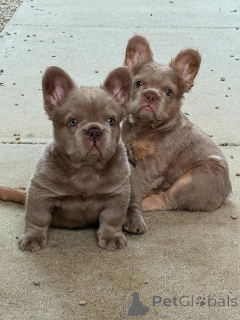 Photo №1. french bulldog - for sale in the city of Pardubitsa | negotiated | Announcement № 163620