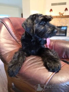 Photo №3. Giant Schnauzer puppies. Lithuania
