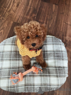 Photo №2 to announcement № 132981 for the sale of poodle (royal) - buy in United States 