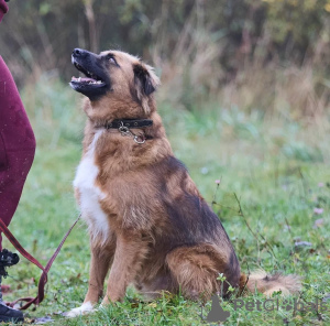 Additional photos: Affectionate, gentle and curious puppy Ciri is looking for a home.