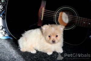 Photo №4. I will sell pomeranian in the city of Emden.  - price - negotiated
