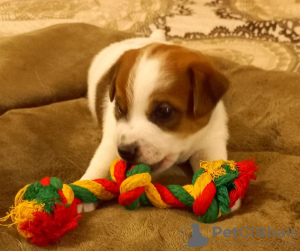 Photo №3. Jack Russell Terrier puppies. Russian Federation