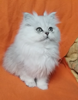 Photo №1. british longhair, persian cat, highland-straights, chinchilla cat, scottish straight - for sale in the city of Dnipro | 211$ | Announcement № 4604