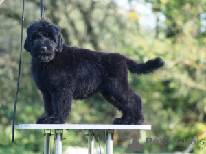 Additional photos: Black Russian Terrier puppies for sale.