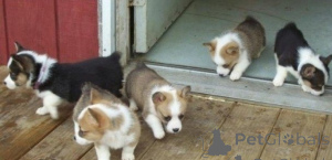 Photo №1. welsh corgi - for sale in the city of Maribor | negotiated | Announcement № 175787