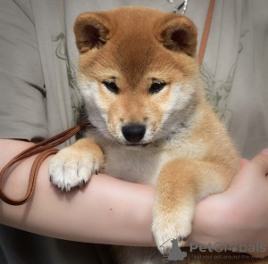 Photo №1. shiba inu - for sale in the city of Гальштат | negotiated | Announcement № 121595