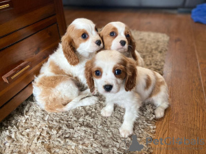 Photo №1. cavalier king charles spaniel - for sale in the city of Auckland | 528$ | Announcement № 57006