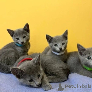 Photo №2 to announcement № 93595 for the sale of russian blue - buy in Germany private announcement, breeder