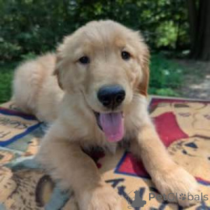 Photo №4. I will sell golden retriever in the city of Alice Springs. breeder - price - negotiated