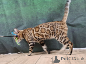 Photo №1. bengal cat - for sale in the city of Łódź | 1694$ | Announcement № 149553
