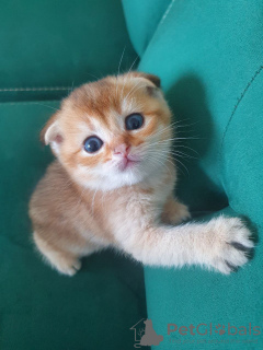 Photo №4. I will sell scottish fold in the city of Pforzheim. private announcement, from nursery - price - 406$