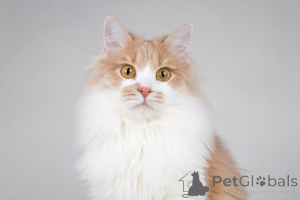 Photo №4. I will sell  in the city of Москва. private announcement - price - Is free