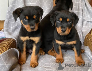 Photo №1. rottweiler - for sale in the city of Jena | 355$ | Announcement № 12044