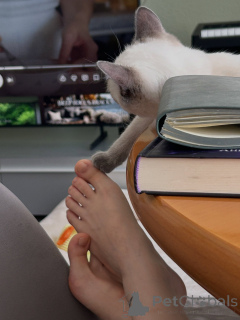 Photo №4. I will sell siamese cat in the city of Munich. breeder - price - negotiated