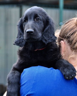 Additional photos: Puppies for straight-haired retriever