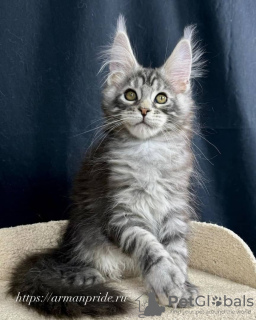 Photo №4. I will sell maine coon in the city of Калифорния Сити. private announcement - price - negotiated