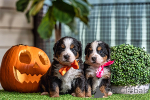 Photo №1. bernese mountain dog - for sale in the city of Bulembu | negotiated | Announcement № 158444